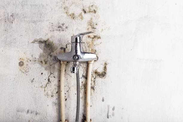 Best Office Mold Removal Services  in Waukon, IA