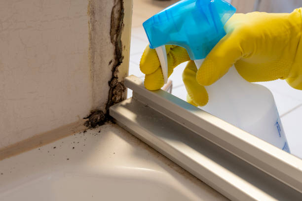 Best Mold Cleaning Services  in Waukon, IA