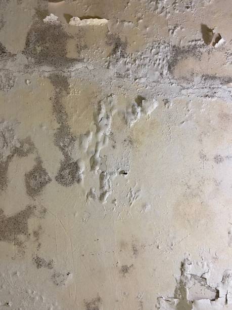 Professional Mold Removal in Waukon, IA