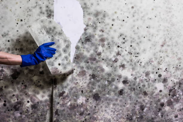 Attic Mold Removal in Waukon, IA