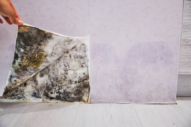 Best Best Mold Removal Companies  in Waukon, IA